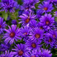 ASTER - novae-angliae Grape Crush
